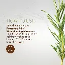81HbLmkn0sL._SL1500_.webp